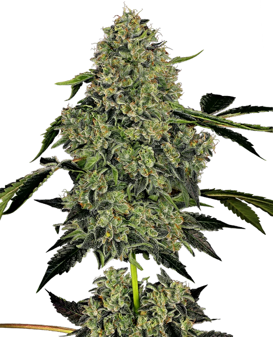 OG Kush Auto X3+1 White Label By Sensi Seeds
