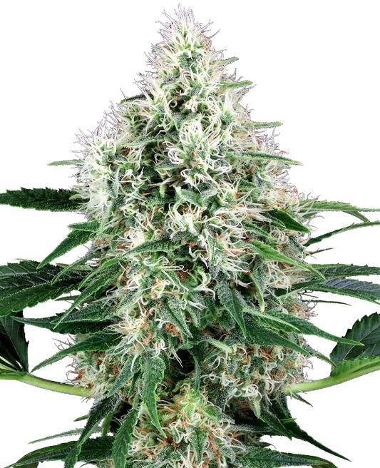 Pure Power Plant Auto X3+1 - White Label By Sensi Seeds