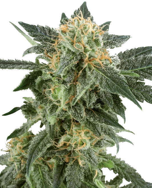 Snow Ryder Auto X3+1 - White Label By Sensi Seeds