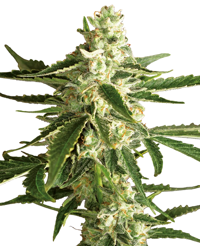 White Diesel Haze Auto X3+1 - White Label By Sensi Seeds