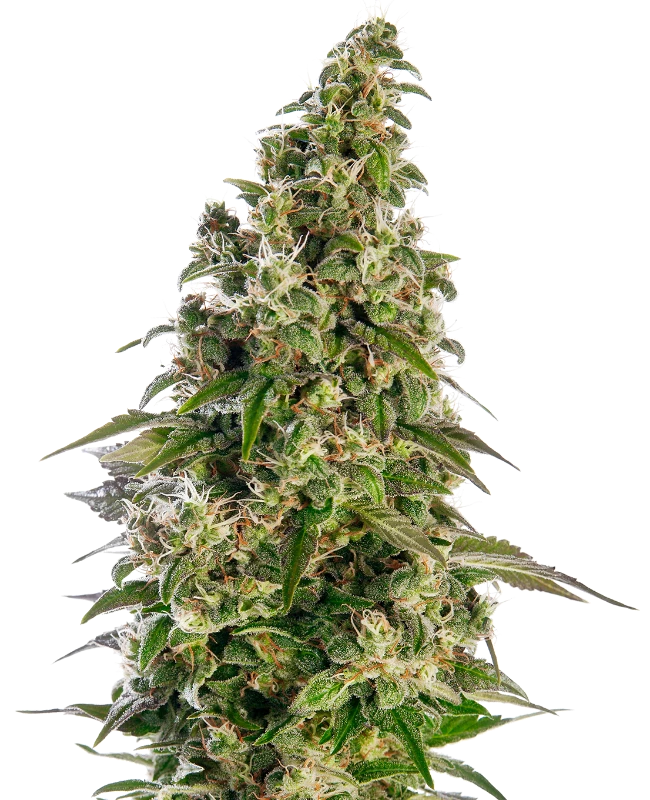 Afghani N1 Auto X3 - Sensi Seeds