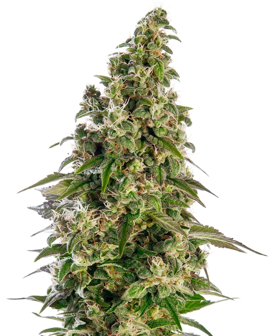 Afghani N1 Auto X3 - Sensi Seeds