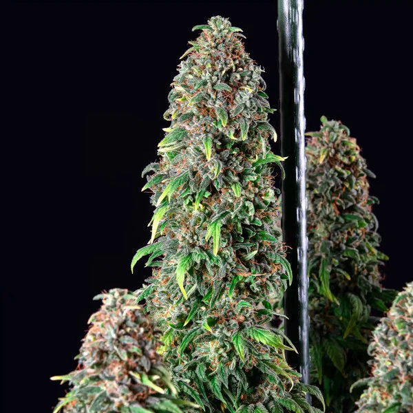 Wedding Gelato Fem X1 - Royal Queen Seeds