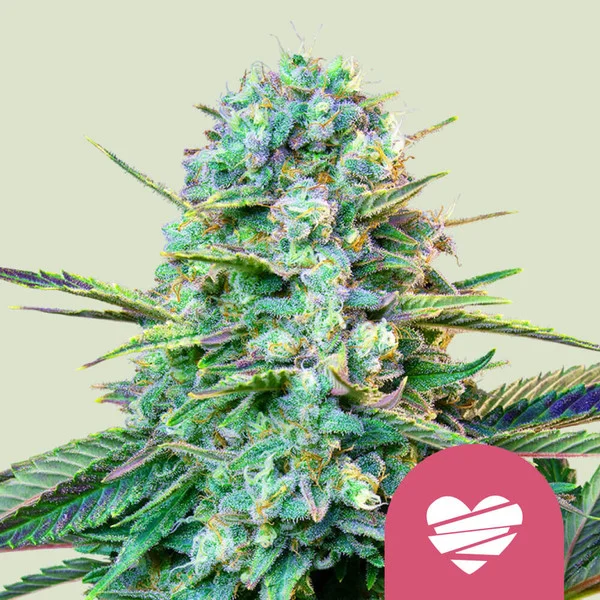 Wedding Crasher Usa Premium Fem X1 - Royal Queen