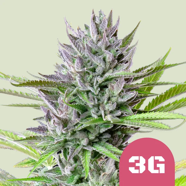 Triple G Usa Premium Fem X1 - Royal Queen