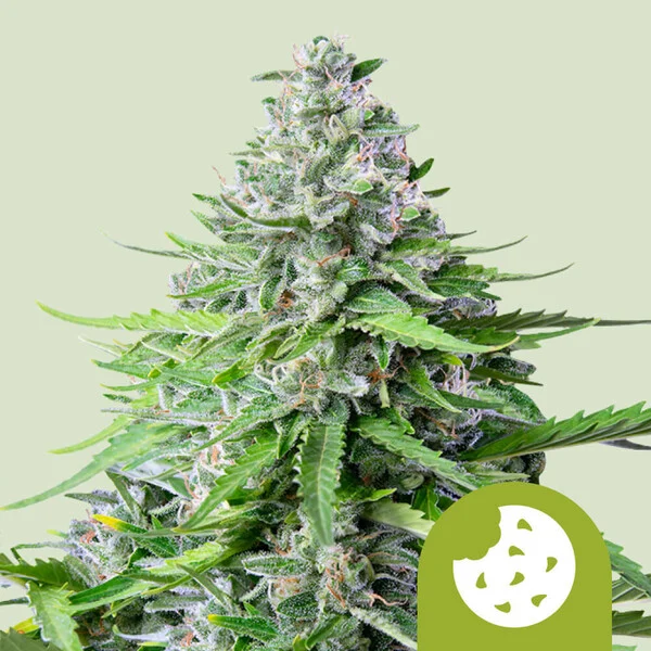 Royal Cookies Auto X3 - Royal Queen Seeds