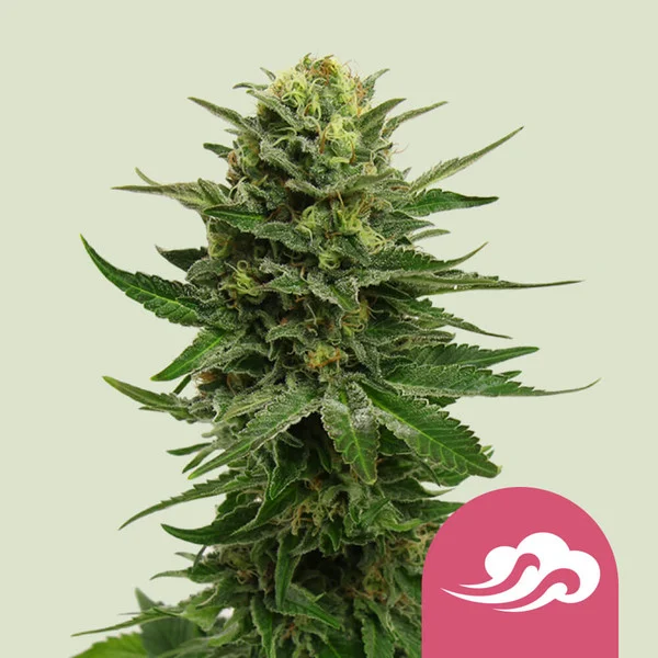 Blue Mystic Fem X3 - Royal Queen