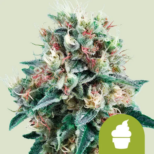 Royal Creamatic Auto X1 - Royal Queen Seeds