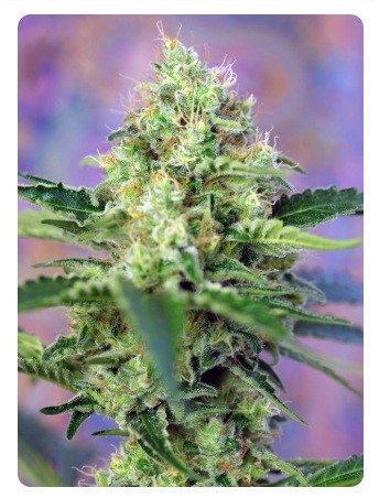 Crystal Candy Fem X100 - Sweet Seeds - vista 2