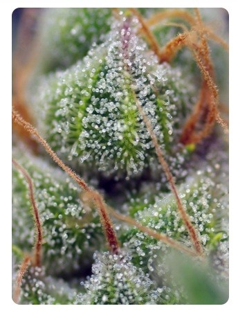 Crystal Candy Fem X100 - Sweet Seeds - vista 3