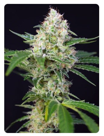 Crystal Candy Fem X100 - Sweet Seeds - vista 4