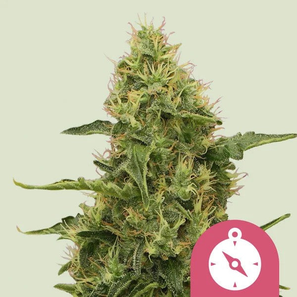 Northern Light Fem X100 - Royal Queen Seeds