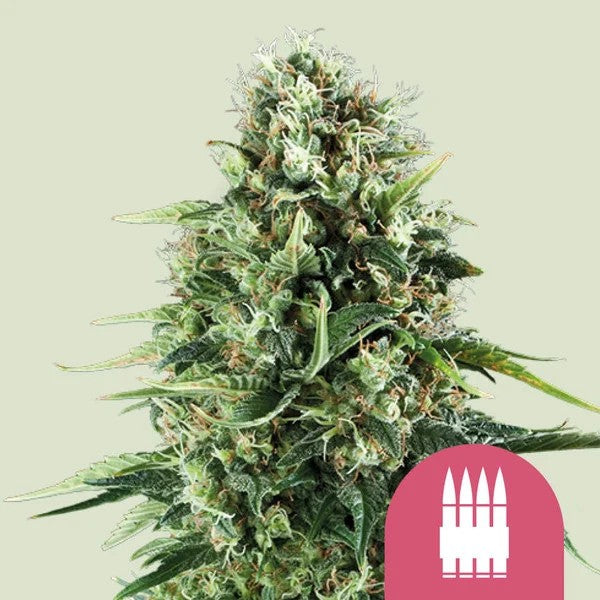 Royal Ak Fem X100 - Royal Queen Seeds