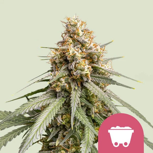 Shining Silver Haze Fem X100 - Royal Queen Seeds