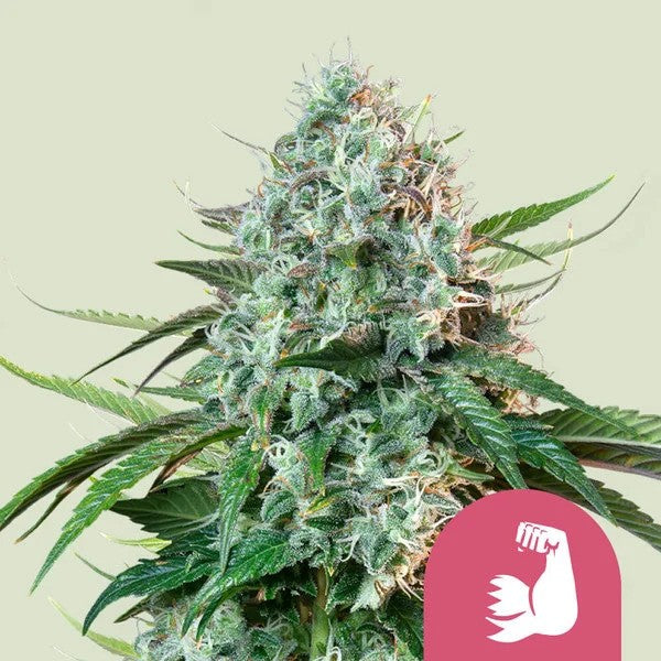 Hulkberry Fem X100 - Royal Queen Seeds