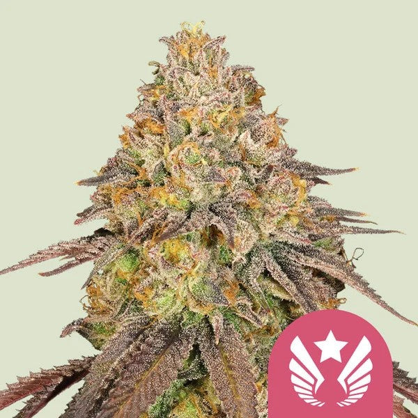 Legendary OG Punch Fem X100 - Royal Queen Seeds
