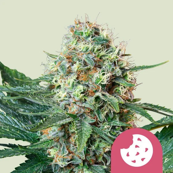 Royal Cookies Fem X100 - Royal Queen Seeds