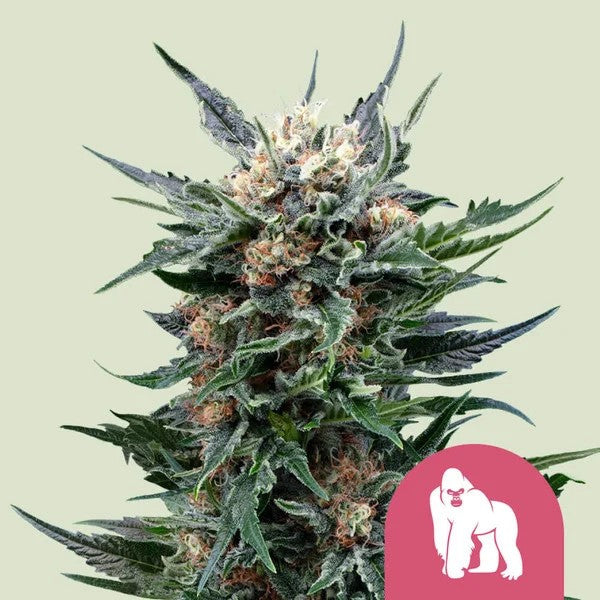 Royal Gorilla Fem X100 - Royal Queen Seeds