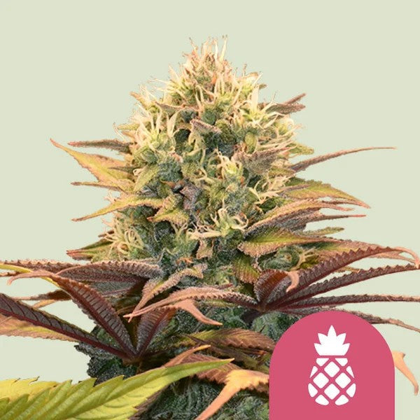 Pineapple Kush Fem X100 - Royal Queen Seeds