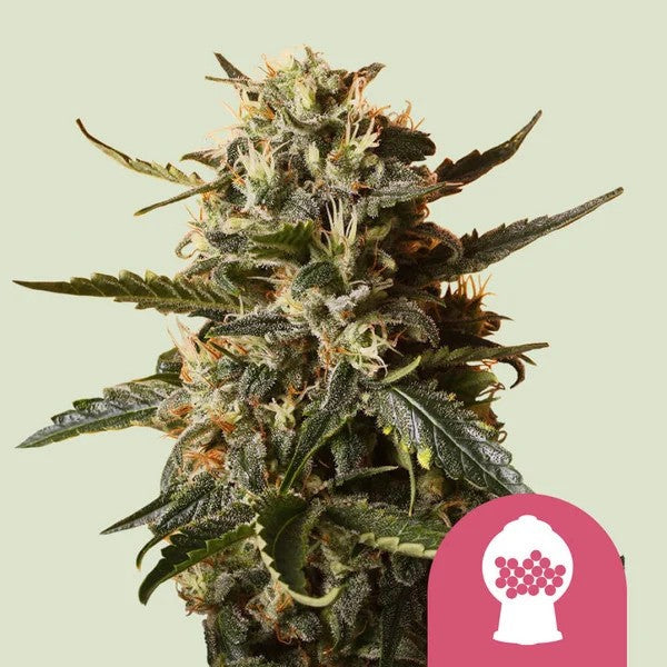 Bubblegum Xl Fem X100 - Royal Queen Seeds