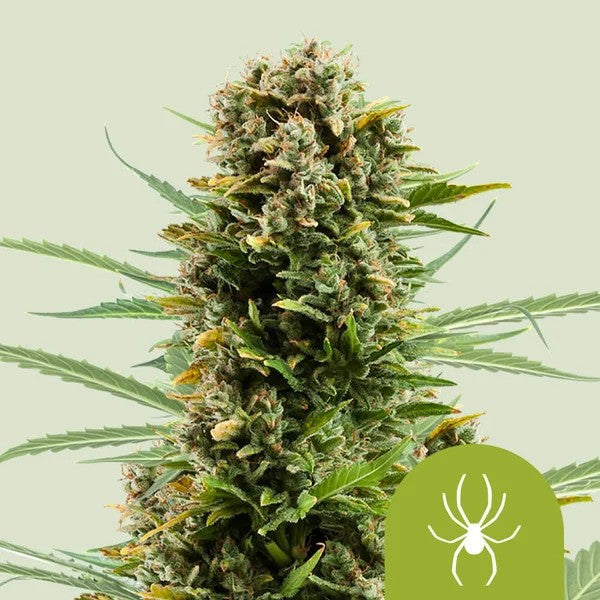 White Widow Auto X100 - Royal Queen Seeds