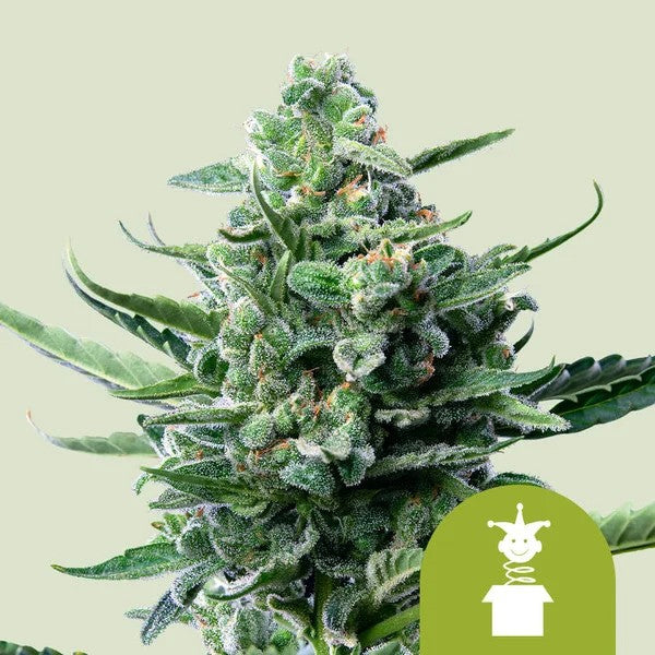 Royal Jack Auto X100 - Royal Queen Seeds