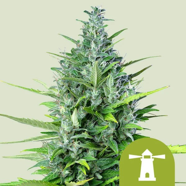 Royal Haze Auto X100 - Royal Queen Seeds