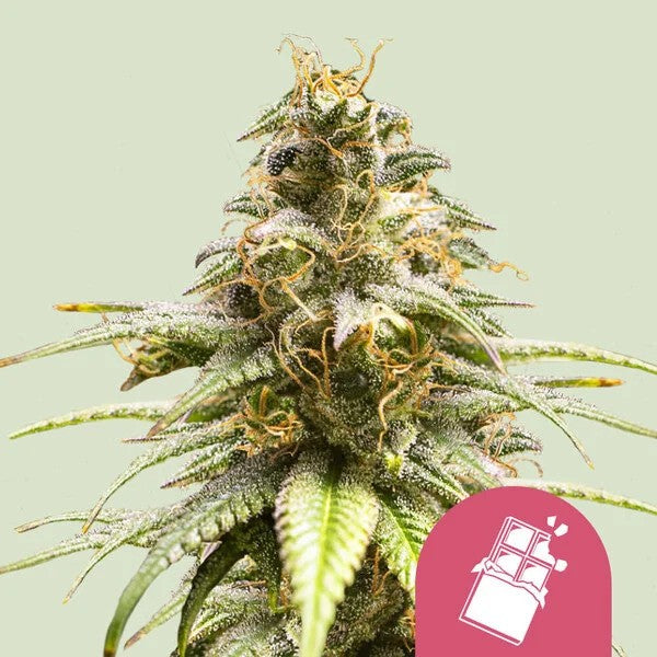 Chocolate Haze Fem X100 - Royal Queen Seeds