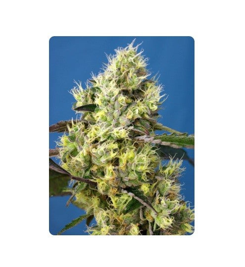 Sweet Gelato Auto X100 - Sweet Seeds