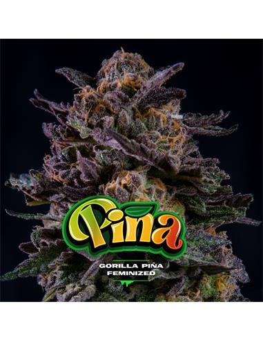 Gorilla Piña Fem X7 - Bsf