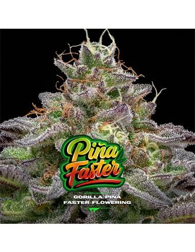 Gorilla Piña Fast Version X7 - Bsf