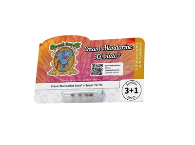 2x1 Cream Mandarine XL Auto 3+1 - Sweet Seeds