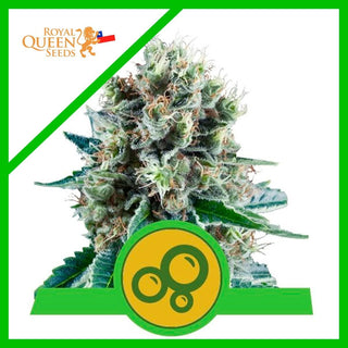 BUBBLE KUSH AUTO X3 - ROYAL QUEEN SEEDS