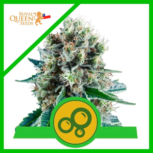 Bubble Kush Auto X3 - Royal Queen Seeds