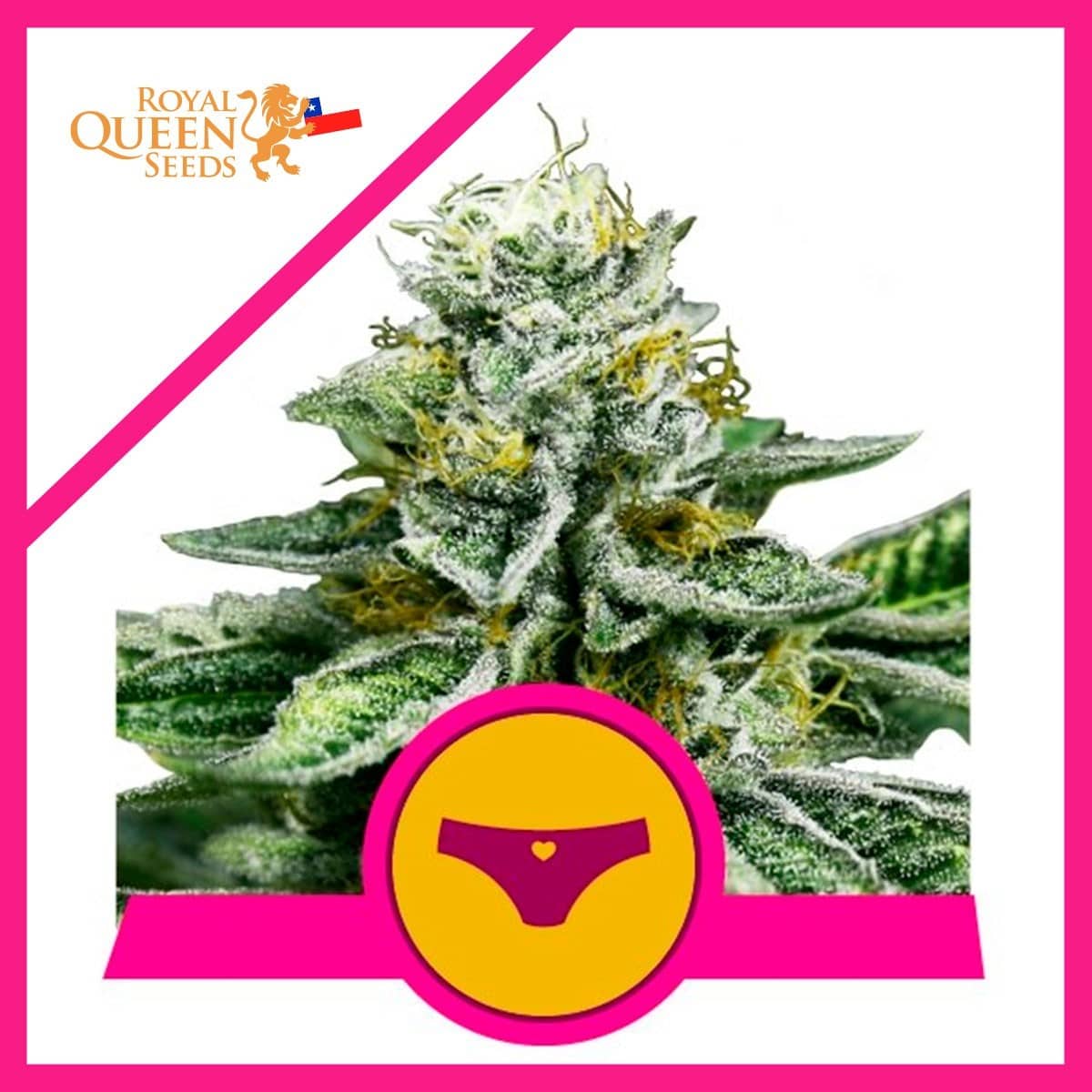 Sherbet Queen Fem X3 - Royal Queen Seeds