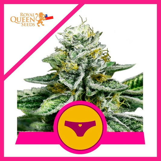Sherbet Queen Fem X3 - Royal Queen Seeds