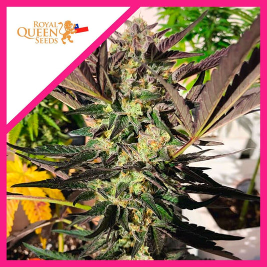 Wedding Gelato Fem X3 - Royal Queen Seeds