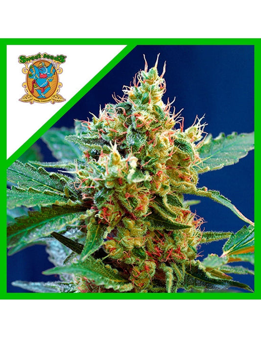 Cream Mandarine Xl Auto X25 - Sweet Seeds