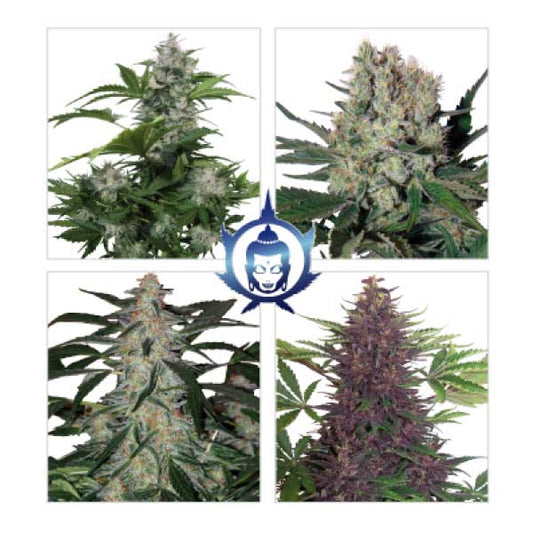 Buddha Seeds - Buddha Assorted Auto X10