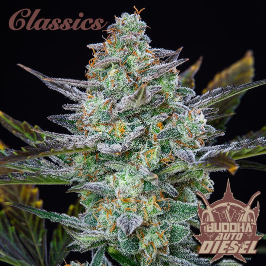 Buddha Seeds - Buddha Auto Diesel Classics 3+1