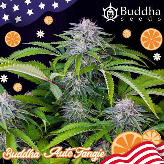 Buddha Seeds - Buddha Auto Tangie Usa 3+1