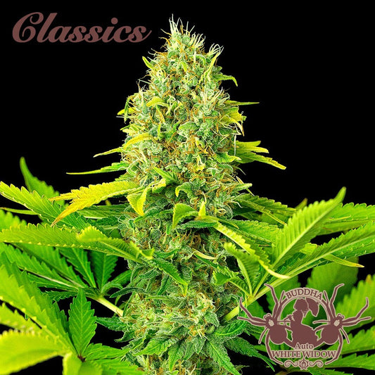Buddha Seeds - Buddha Auto White Widow Classics 3+1