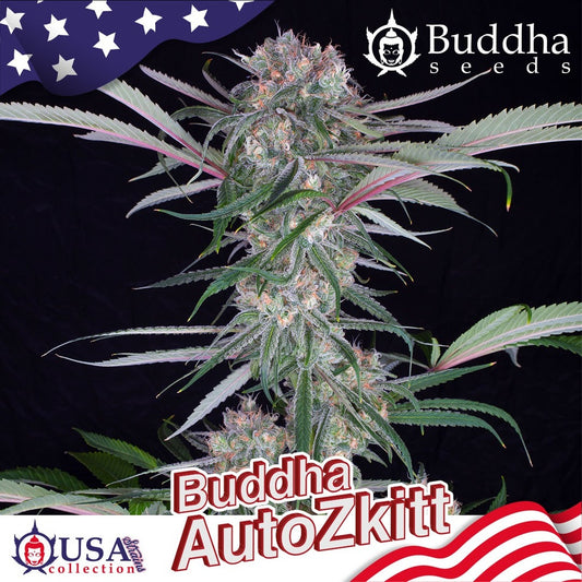 Buddha Seeds - Buddha Auto Zkitt Usa 3+1