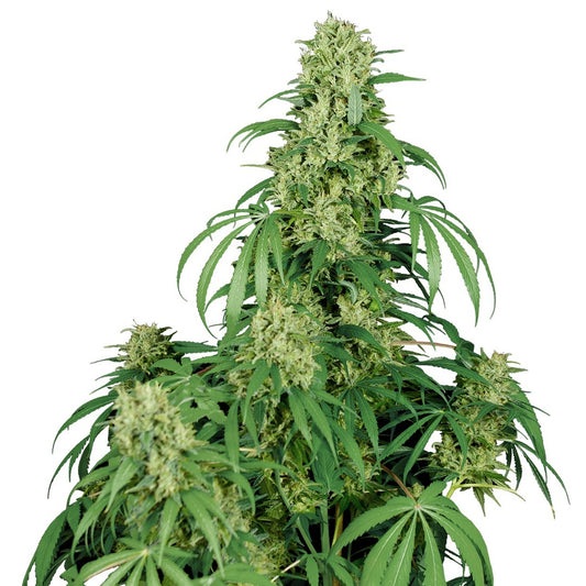 Buddha Seeds - Buddha Calamity Jane Auto 3+1