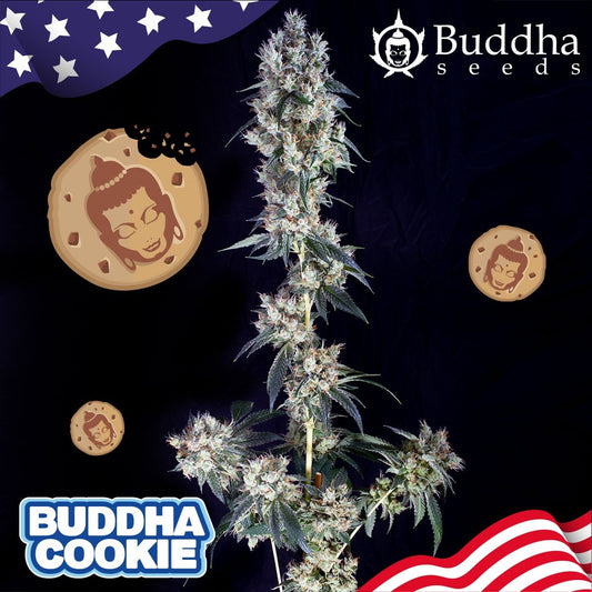 Buddha Seeds - Buddha Cookie Usa Fem 3+1