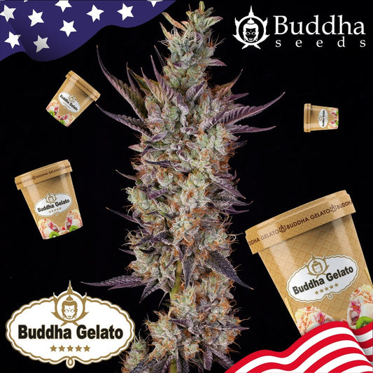 Buddha Seeds - Buddha Gelato Usa Fem 3+1