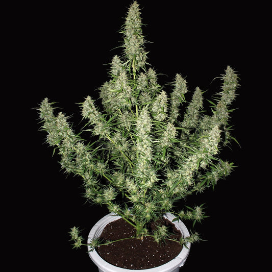 Buddha Seeds - Buddha Magnum Auto 3+1