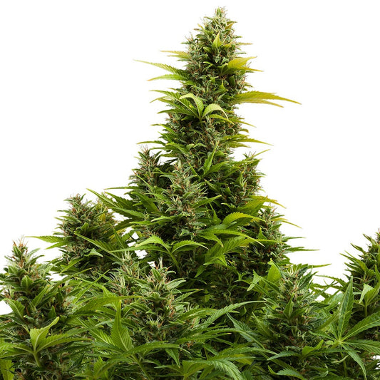 Buddha Seeds - Buddha Medikit Auto 3+1