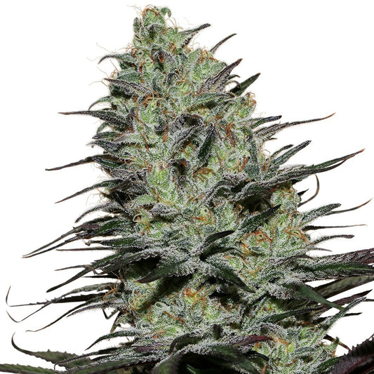 Buddha Seeds - Buddha Morpheus Fem 3+1