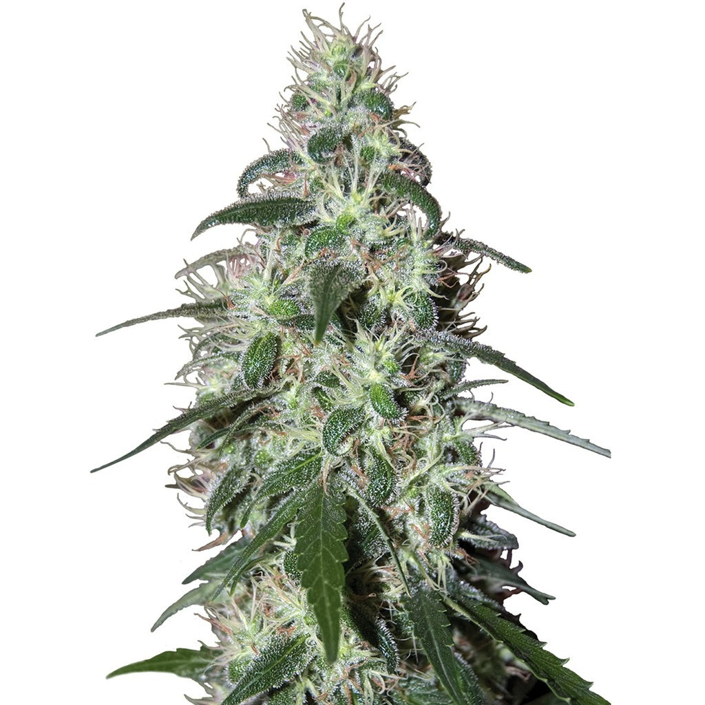 Buddha Seeds - Buddha Quasar Fem 3+1